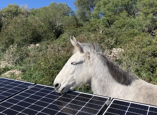 Erneuerbare Energien durch Solarzellen auf der Yoga Finca Son Mola Vell